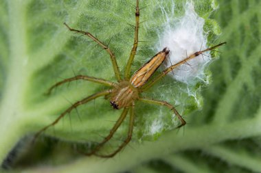 Örümcek yumurtalarını koruyan