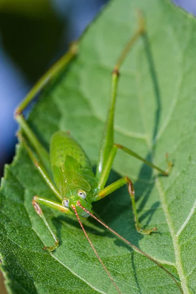 Green grasshopper on the green leaf — Stock Photo, Image
