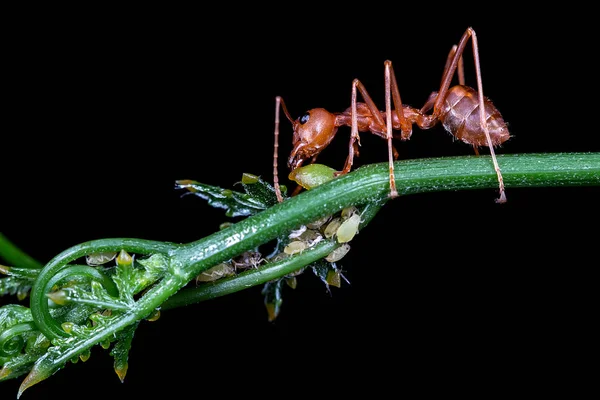 Rode mier siroop van aphis eten — Stockfoto