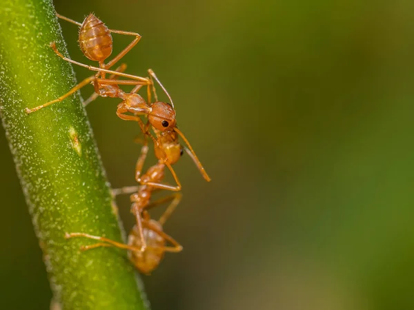 喂养的红蚂蚁 — 图库照片