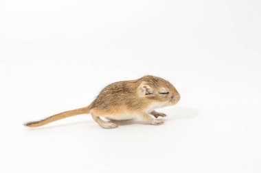 Moğol gerbil, çöl sıçan çöp