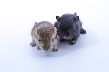 Moğol gerbil, çöl sıçan çöp