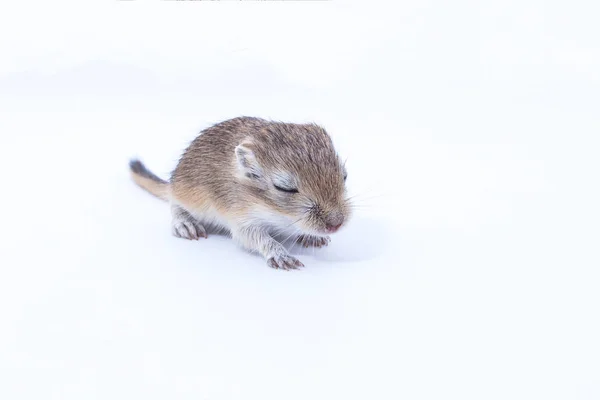Moğol gerbil, çöl sıçan çöp