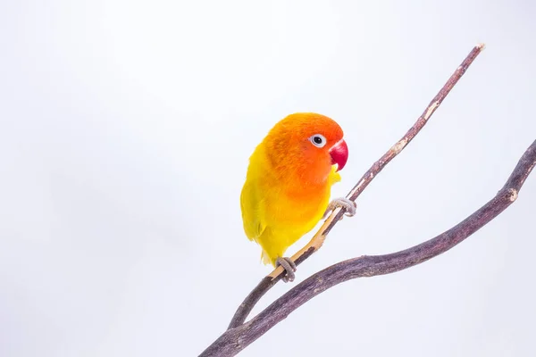 Жовтий невеликий папуга на гілці — стокове фото