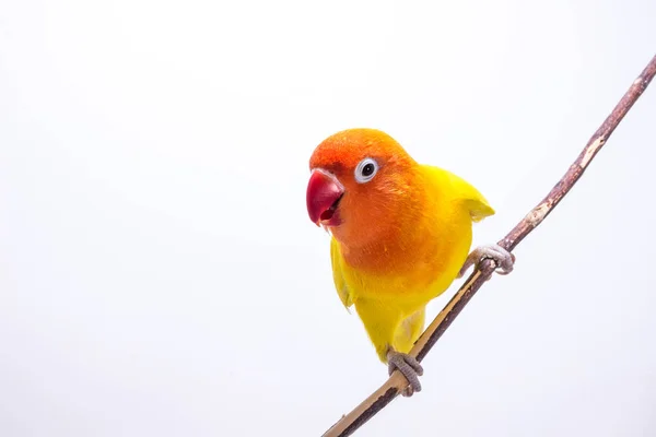 Κίτρινο Lovebird σε κλαδί — Φωτογραφία Αρχείου