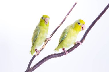 Pastel Yeşil Forpus kuş