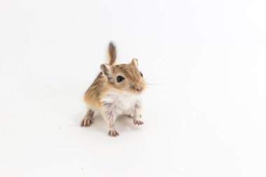 Moğol gerbil, çöl sıçan çöp