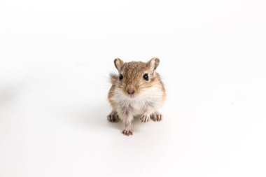 Moğol gerbil, çöl sıçan çöp