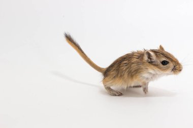 Moğol gerbil, çöl sıçan çöp