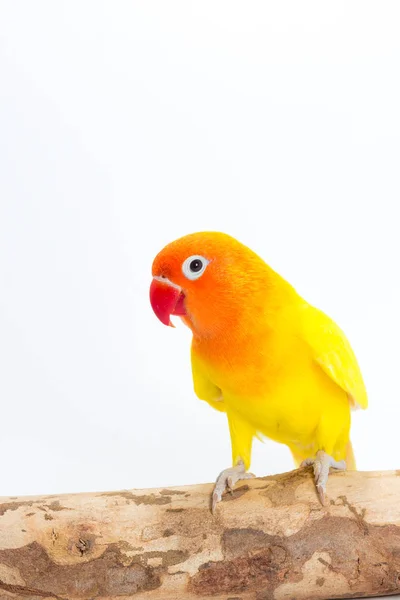 Желтая птица на ветке — стоковое фото