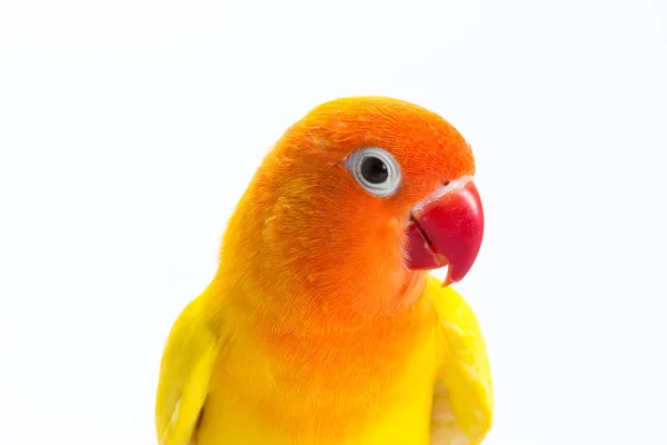 Amarelo Lovebird no ramo — Fotografia de Stock