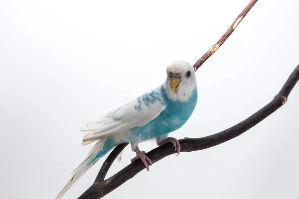 Little Cute papużka falista, Budgie, ptak — Zdjęcie stockowe