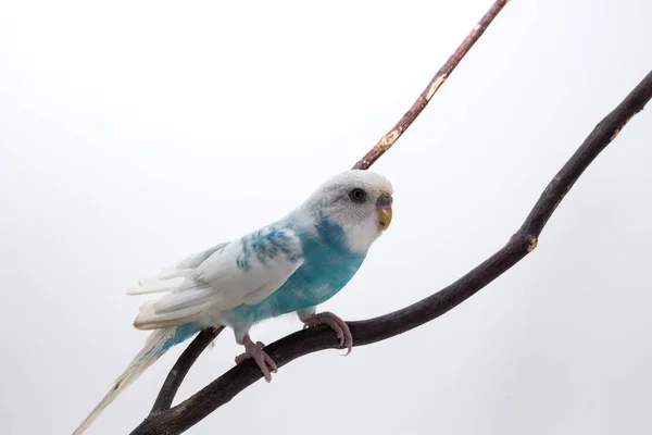 Little Cute papużka falista, Budgie, ptak — Zdjęcie stockowe