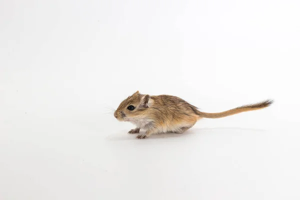 Wurf mongolisches Gerbil, Wüstenratte — Stockfoto