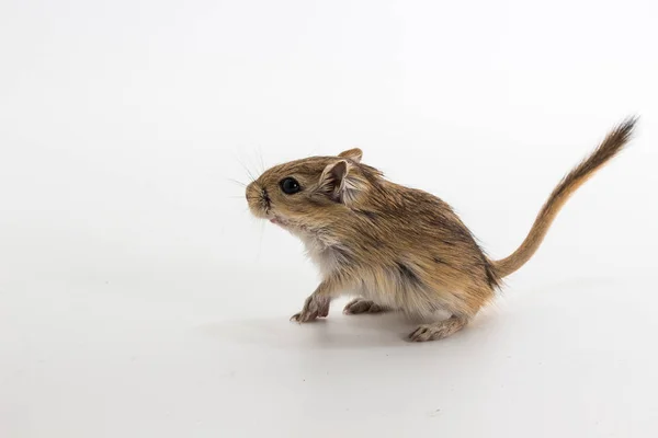 Moğol gerbil, çöl sıçan çöp