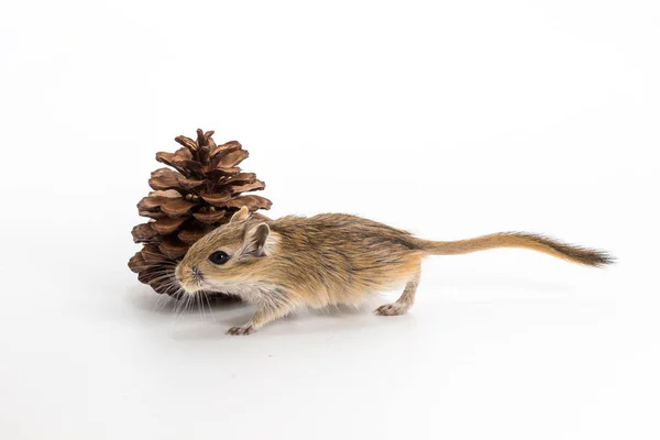 Wurf mongolisches Gerbil, Wüstenratte — Stockfoto