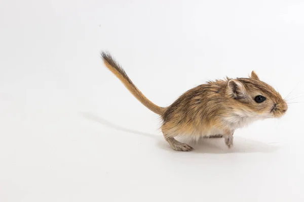 Litter Mongolian gerbil, Desert Rat — Stock Photo, Image
