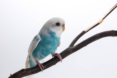 Küçük şirin muhabbet kuşu, muhabbet kuşu, kuş