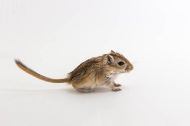 Moğol gerbil, çöl sıçan çöp