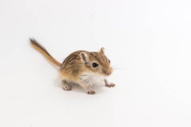 Moğol gerbil, çöl sıçan çöp