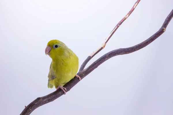 Pássaro de Forpus verde pastel — Fotografia de Stock