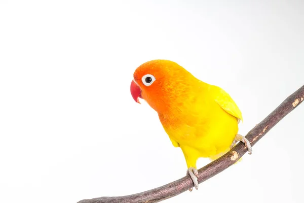 Žluté Lovebird na větvi — Stock fotografie