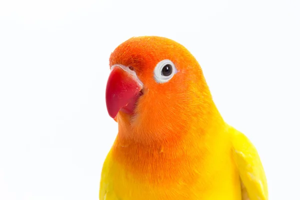Lovebird żółty na gałęzi — Zdjęcie stockowe