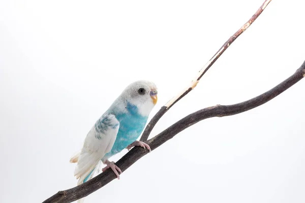 Little Cute papużka falista, Budgie, ptak — Zdjęcie stockowe