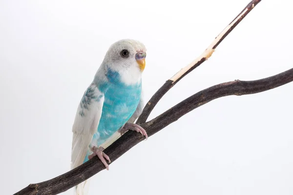 Little Cute papużka falista, Budgie, ptak — Zdjęcie stockowe