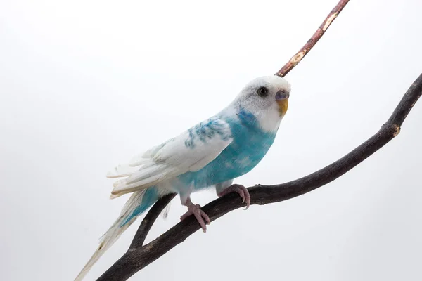 Χαριτωμένο Budgerigar, Budgie, πουλάκι — Φωτογραφία Αρχείου