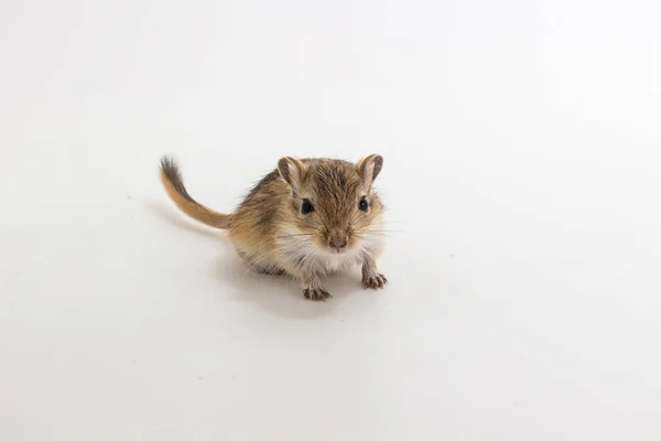 Moğol gerbil, çöl sıçan çöp