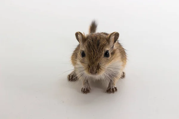 Moğol gerbil, çöl sıçan çöp