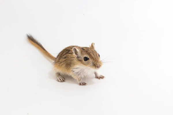 Moğol gerbil, çöl sıçan çöp