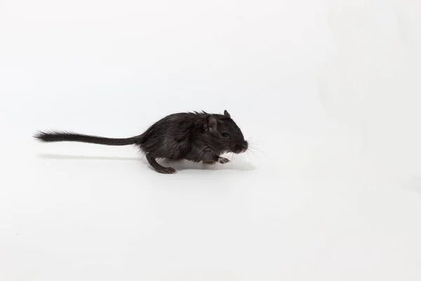 Litter Mongolian gerbil, Desert Rat — Stock Photo, Image