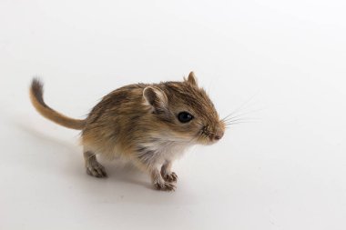 Moğol gerbil, çöl sıçan çöp