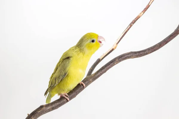 Pájaro verde pastel Forpus —  Fotos de Stock