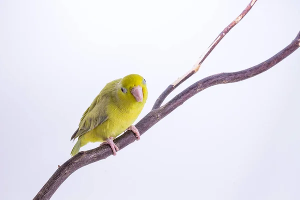 Пастельні зелений Forpus птах — стокове фото