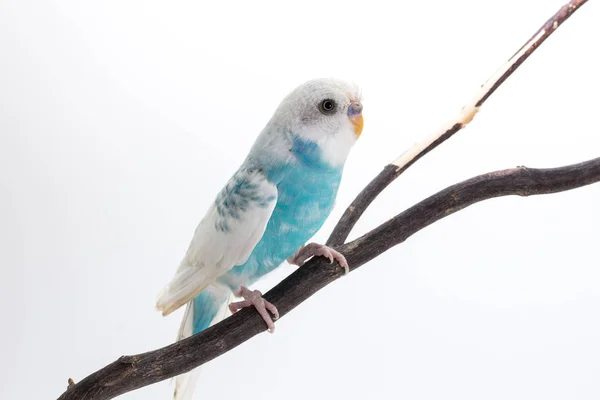 Budgerigar lindo, periquito, pájaro —  Fotos de Stock