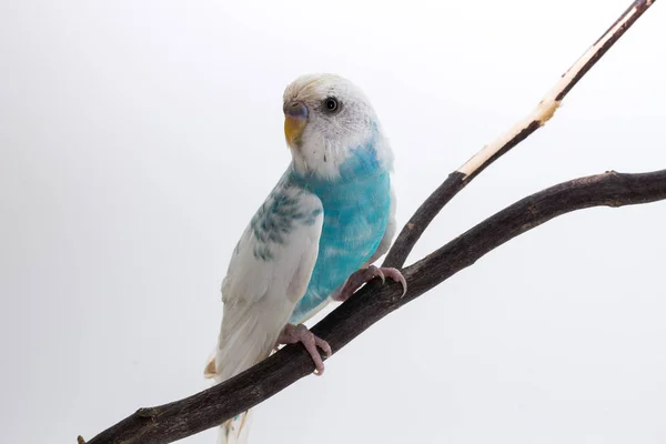 Little Cute papużka falista, Budgie, ptak — Zdjęcie stockowe