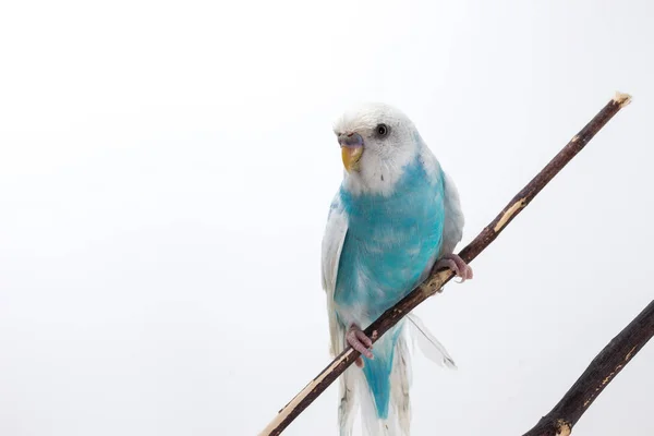 Χαριτωμένο Budgerigar, Budgie, πουλάκι — Φωτογραφία Αρχείου