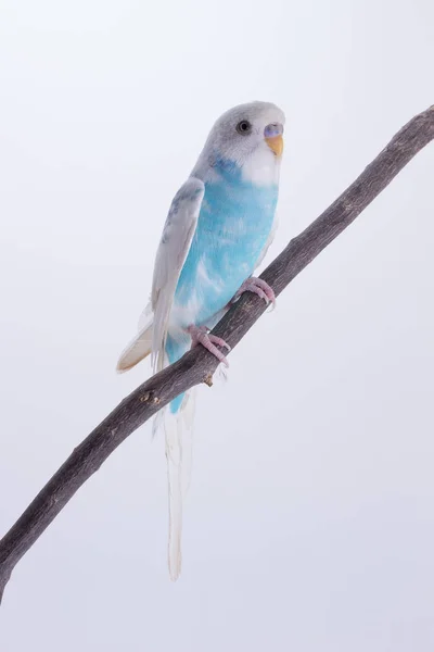 Little Cute papużka falista, Budgie, ptak — Zdjęcie stockowe