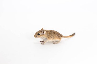 Moğol gerbil, çöl sıçan beyaz arka plan üzerinde çöp