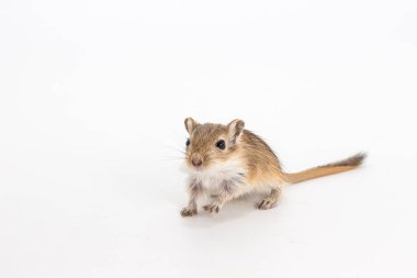 Moğol gerbil, çöl sıçan beyaz arka plan üzerinde çöp
