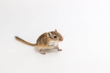 Moğol gerbil, çöl sıçan çöp