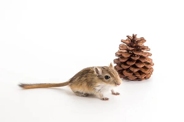 Litière Gerbille Mongole Rat Désert Sur Fond Blanc — Photo