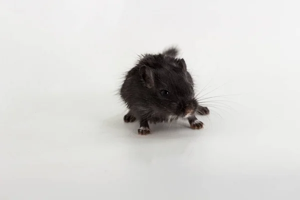 Wurf mongolisches Gerbil, Wüstenratte — Stockfoto