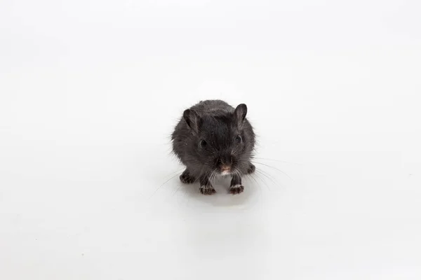 Moğol gerbil, çöl sıçan çöp