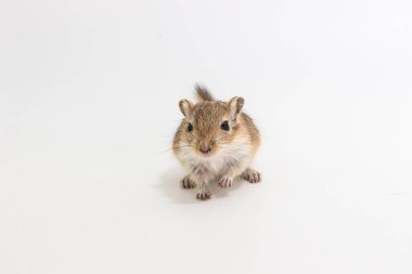 Moğol gerbil, çöl sıçan çöp