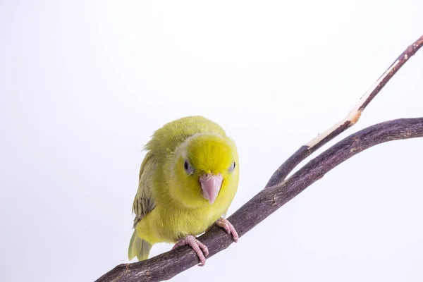 Pastel groene Forpus vogel — Stockfoto