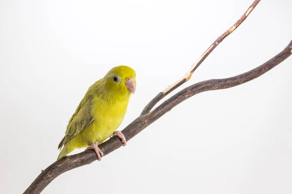 Pastelowy zielony ptak Forpus — Zdjęcie stockowe